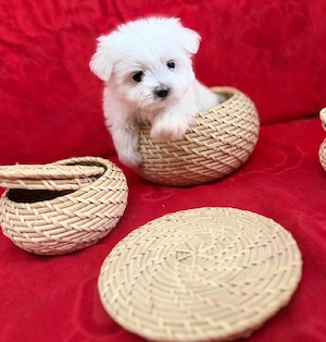 Bichon mini toy 6 săptămâni 