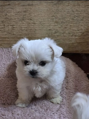Bichon maltez miny toy