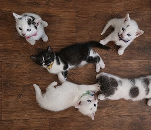 Pisoi metiși de casa , 7 saptamani , fara pedigree - imagine 2