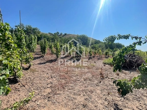 Casă cu 4 camere | teren 1400mp | + teren cu vie inclusă | Bucerdea Vinoasă  - imagine 8