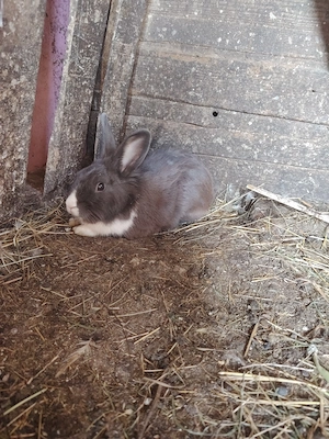 Iepuri de rasa crescuți natural 