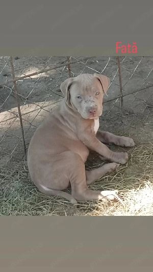 Cățeluși Amstaff 