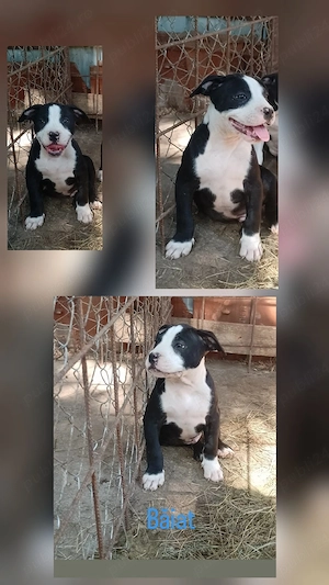 Cățeluși Amstaff 