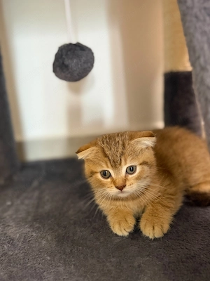 Scottish Fold Tabby - imagine 2
