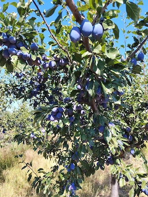 Vand prune