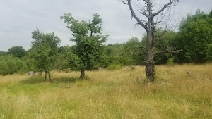 Teren de vis în mijlocul naturii, la 30 km de Sibiu - imagine 7