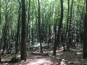 Teren de vis în mijlocul naturii, la 30 km de Sibiu - imagine 5