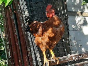 Cocos tanar, canta, iubeste, apara si pazeste! In primul an! Schimb cu puicuta gaina tanara sau vand