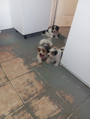 Yorkshire terrier de vânzare  - imagine 5