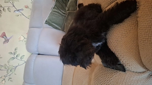 Vand catel maltipoo - imagine 2