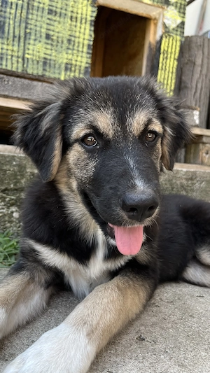 Nova - adoptie gratuita - imagine 2