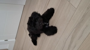 Vand catel maltipoo - imagine 3