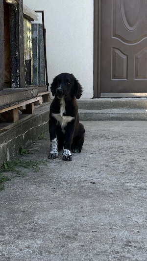 Cleo - adoptie gratuita
