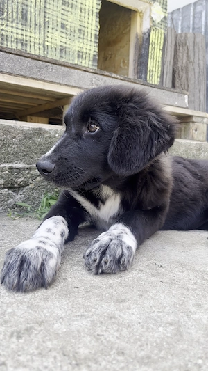 Cleo - adoptie gratuita - imagine 4