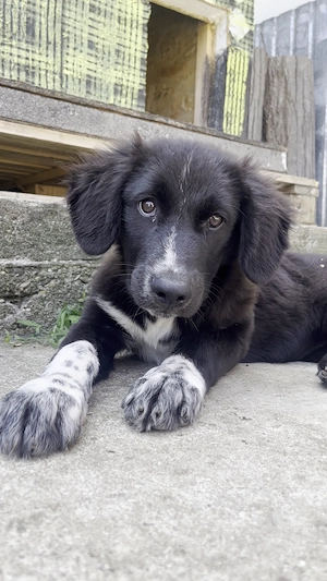 Cleo - adoptie gratuita - imagine 5