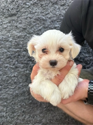 bichon maltez - imagine 3