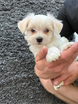 bichon maltez - imagine 5