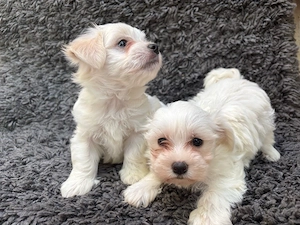 bichon maltez - imagine 2