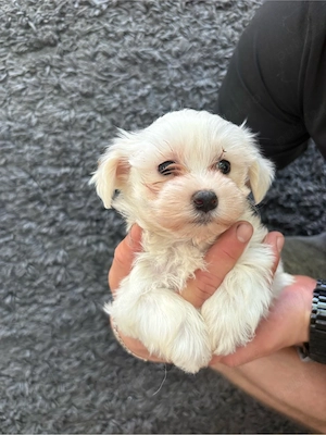 bichon maltez - imagine 4