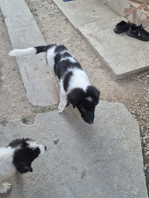 vand catei ciobanesc de bucovina