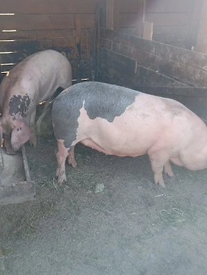 porci de vânzare 