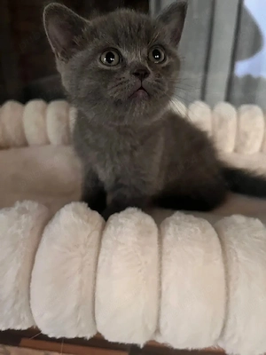 British shorthair blue 