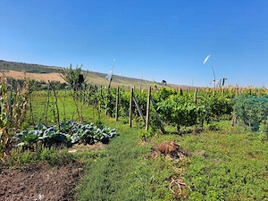 Casă + 9.500 mp teren + vie + livadă | rebricea, la 30 km de iași | 185.000   - imagine 9