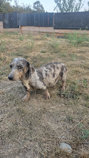 Femelă izabel arlechin  gestantă 
