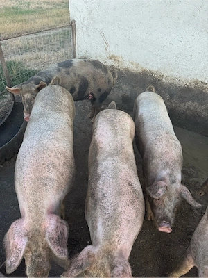 Vand porci
