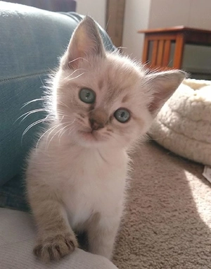Ragdoll ochii albastri