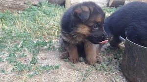 Catei Ciobanesc german 