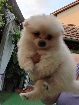 Vand catelusi pomeranieni