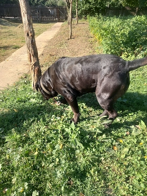 vand caine metis de cane corso  - imagine 2