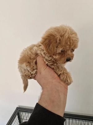 Maltipoo 2 luni microcip