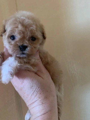 Maltipoo 2 luni microcip - imagine 3