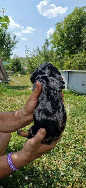  Căței Teckel Arlequin(Toy Talie mică), 7 saptamâni  - imagine 5