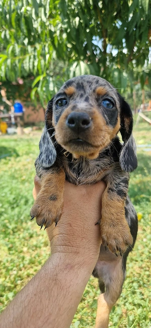  Căței Teckel Arlequin(Toy Talie mică), 7 saptamâni  - imagine 4