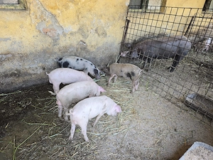 Vand Vieruti din  rasa Landrace