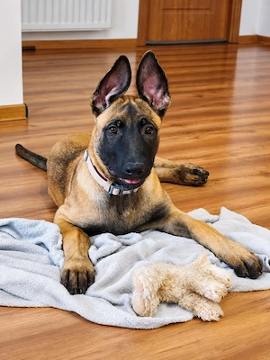 Ciobanesc belgian malinois  - imagine 3