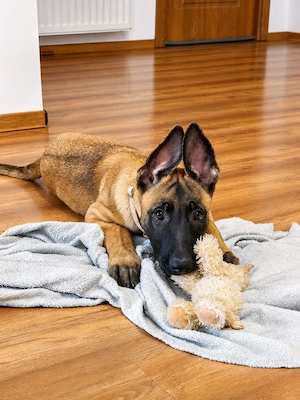 Ciobanesc belgian malinois 