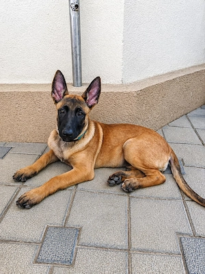 Ciobanesc belgian malinois  - imagine 4