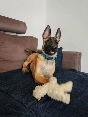 Ciobanesc belgian malinois  - imagine 5