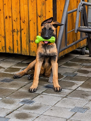 Ciobanesc belgian malinois  - imagine 2