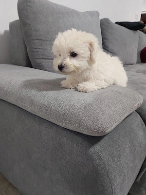 Vând Bichon maltez pui  - imagine 2