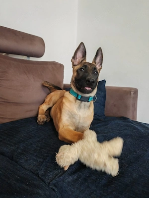Ciobanesc belgian malinois 