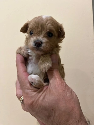 Maltipoo 2 luni microcip - imagine 5