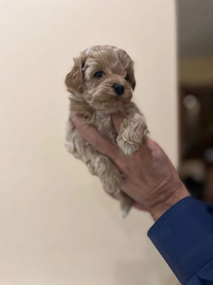 Maltipoo 2 luni microcip - imagine 4