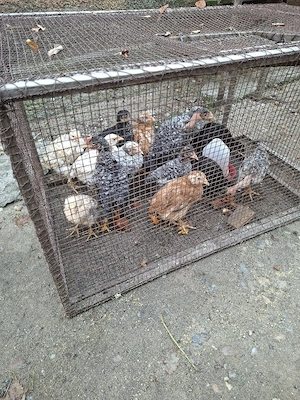 pui de găină 