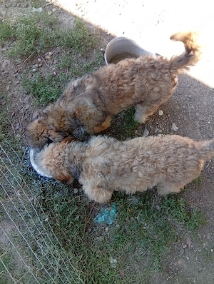  vand Bichon Havanez - imagine 3