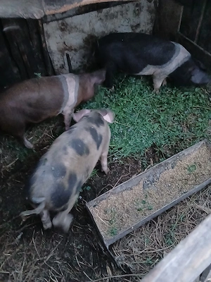 de vânzare 3 mascuri castrați vaccinați preț 450 lei bucata unul cu altul 35 40 45 kg unul  - imagine 4